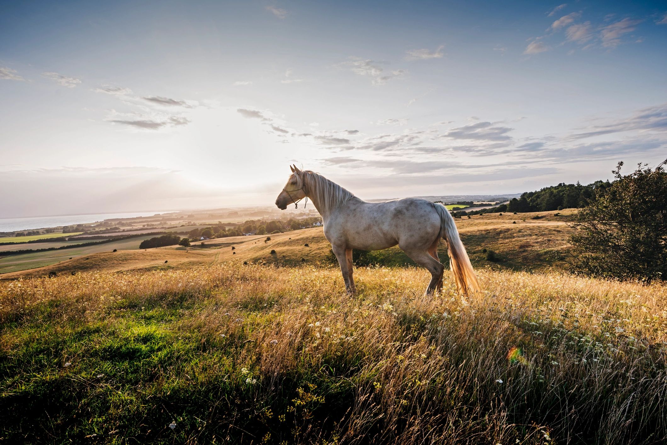 Horse standing in a pasture at sunset