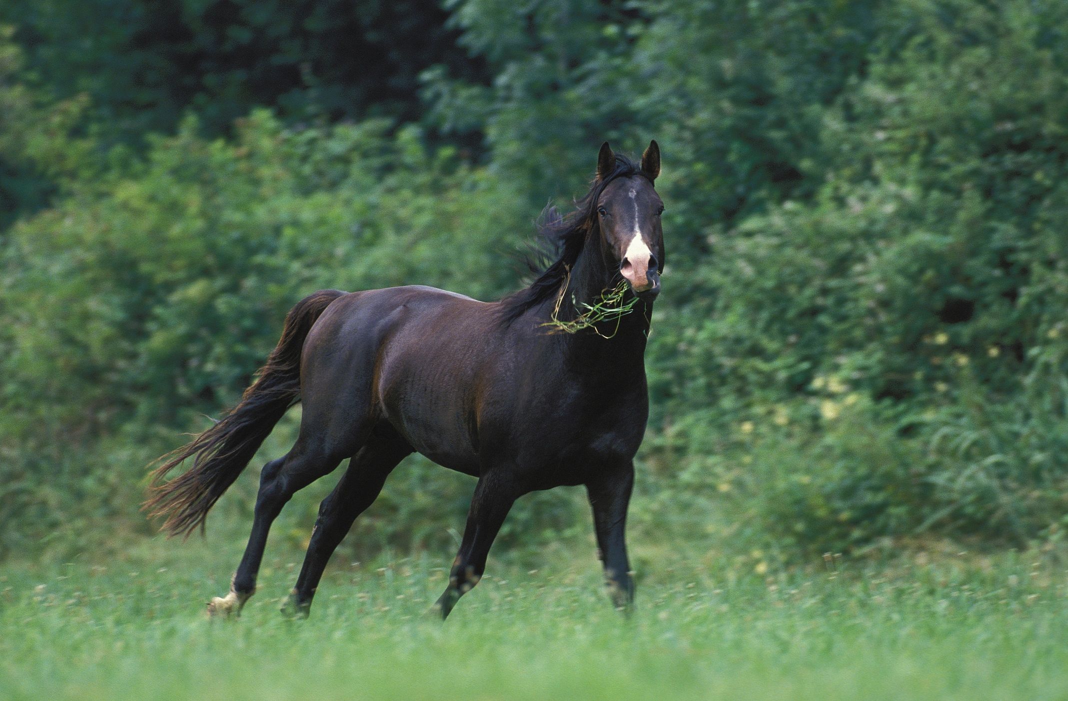 Close view of a horse grazing in green pasture