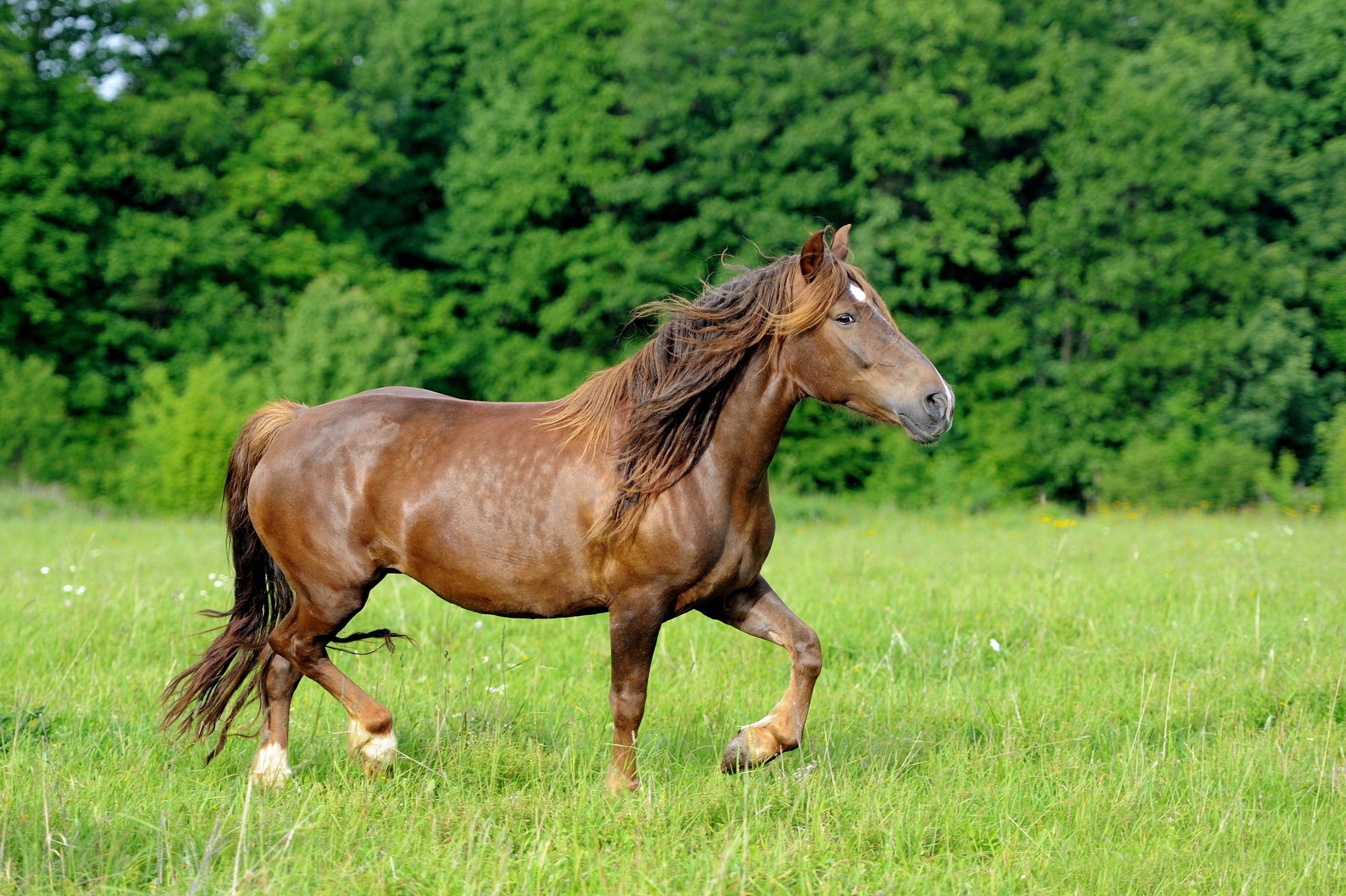 Horse in a meadow on a calm day