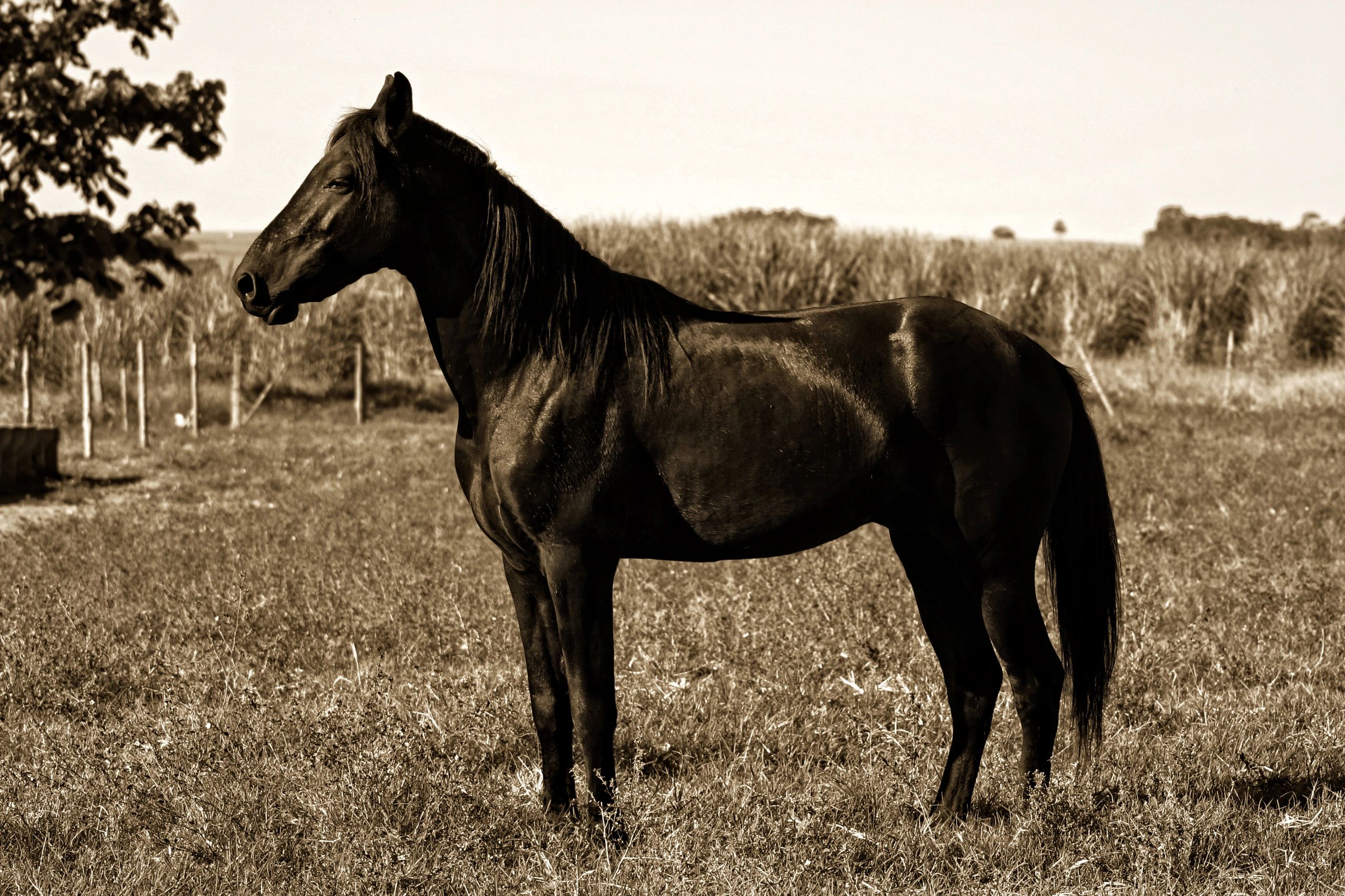 Tennessee Walking Horse standing in profile