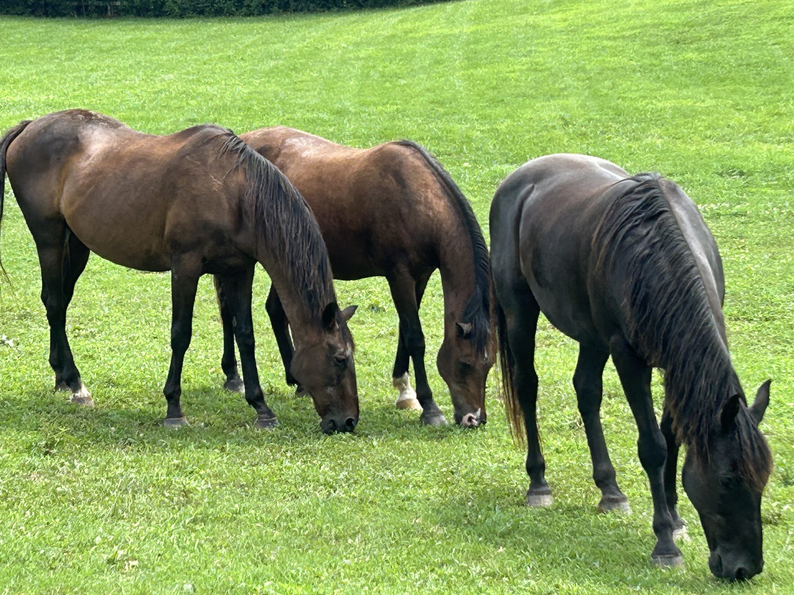 Three dark brown horses grazing in a green pasture